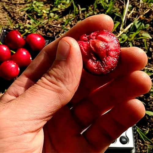 Черешня Мелітопольська