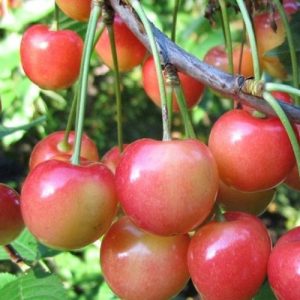 chereshnia-priusadebnaia_3-500x500-1.jpg Черешня Присадибна
