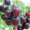 Черешня Валерій Чкалов - ранньосередній сорт