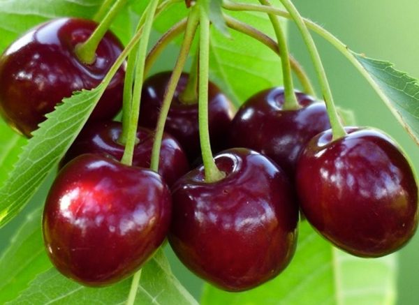 Черешня"Тамара"