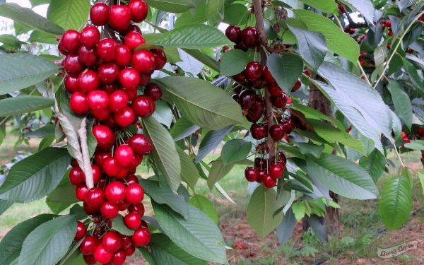 Черешня Квін Мері колона