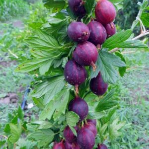 chernajakaplja23-500x500-1.jpeg Аґрус -крижовнік "Чорна капля"