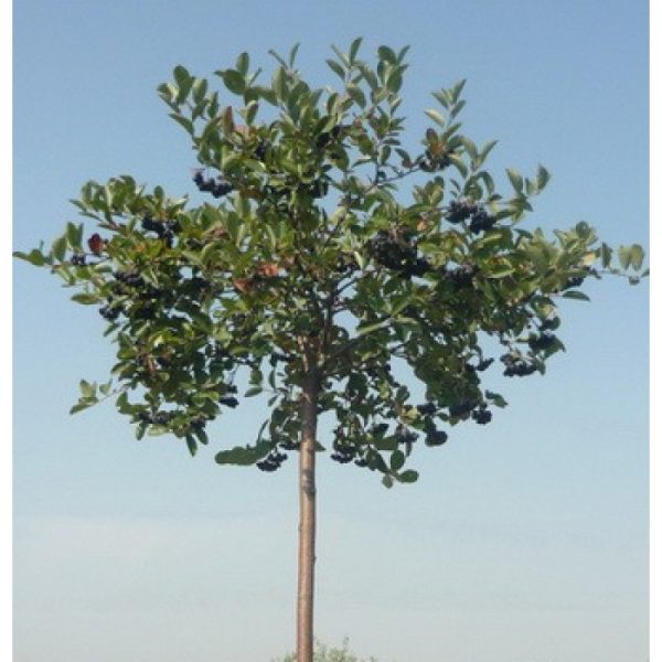 Аронія штамб