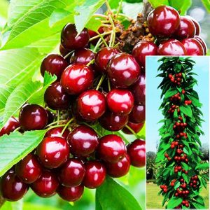 cherry-colony-shaped-ashinsky-hybrid.jpg Вишня Ашанській гібрид
