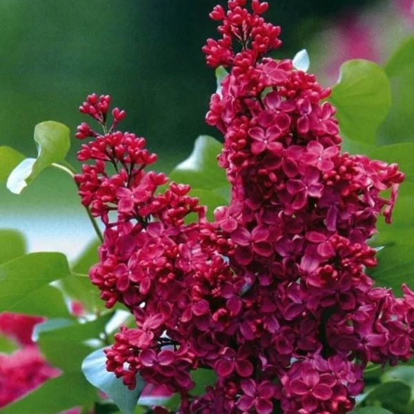 Бузок Палаюча Москва - відкрита коренева