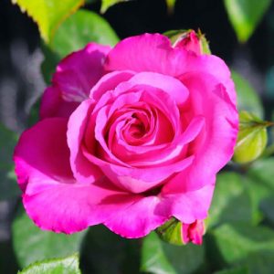 claire-marshall-01-500x500-1-1.jpg Троянда Клер Маршал (Claire Marshall)