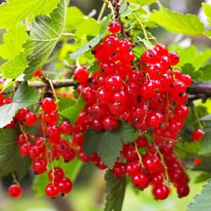 currant-rolan-1.jpg Ролан смородина (Порічка-червона)