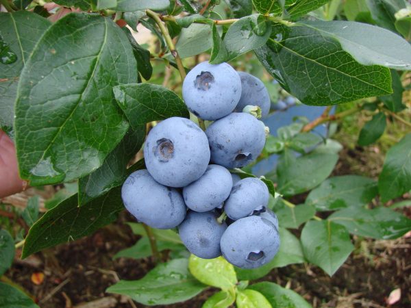 Лохина Патріот