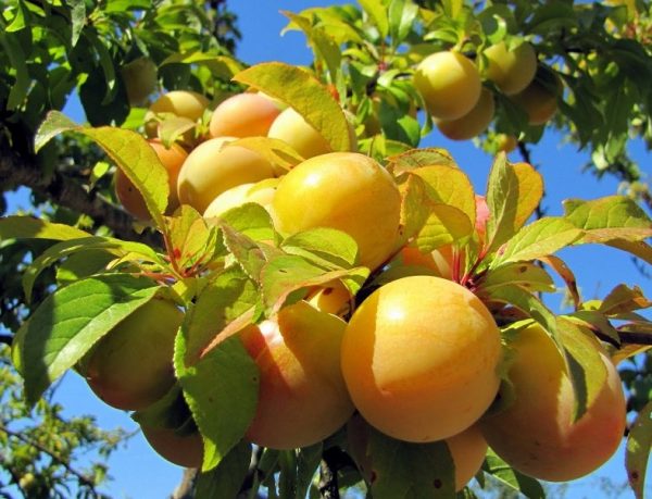 Cлива Біла медова