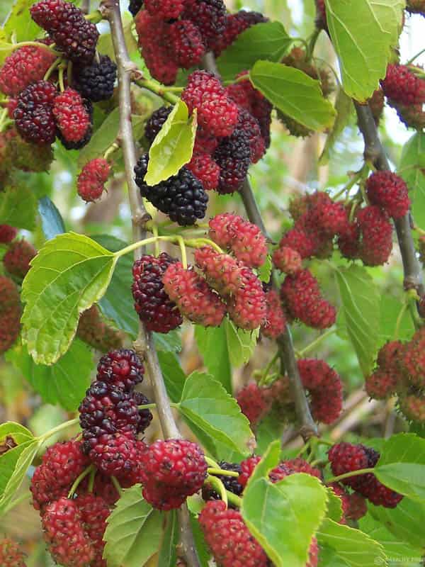 Шовковиця "Мереживо"