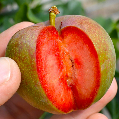 dapldandi-2-480x480-1.jpg Гібрид "Плуот"(схрешені:слива-абрикос)