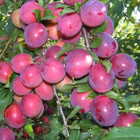 dd89ef7b93aba67749e3b606e1e4b510.jpg Cлива Командор колона