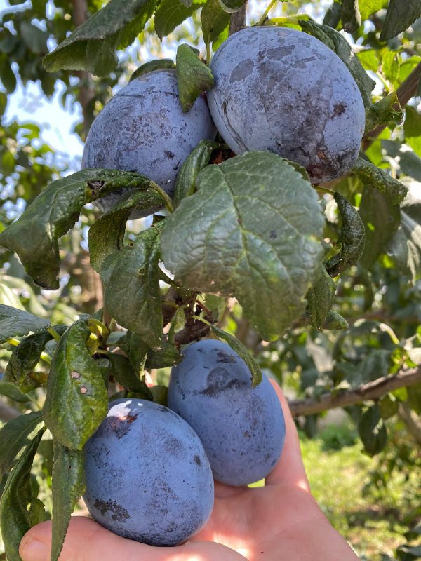 Слива Найболія