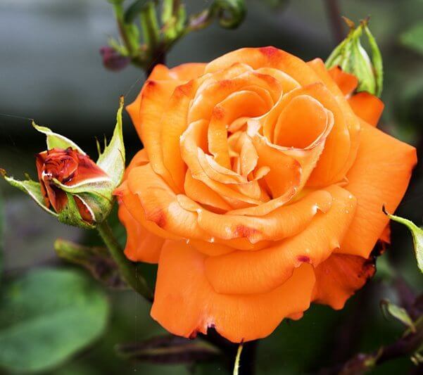 de-fyunes2.jpg Троянда Луї де Фюнес