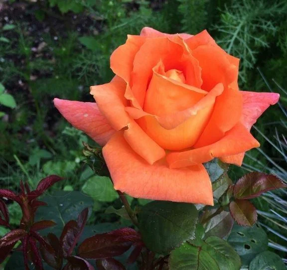 de-fyunes3.webp Троянда Луї де Фюнес