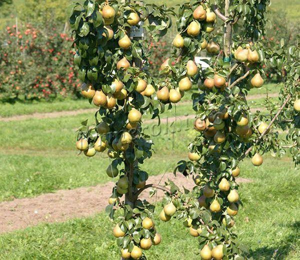 Груша Сапфіра колона, зимній сорт