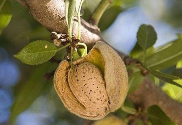 Мигдаль Форос