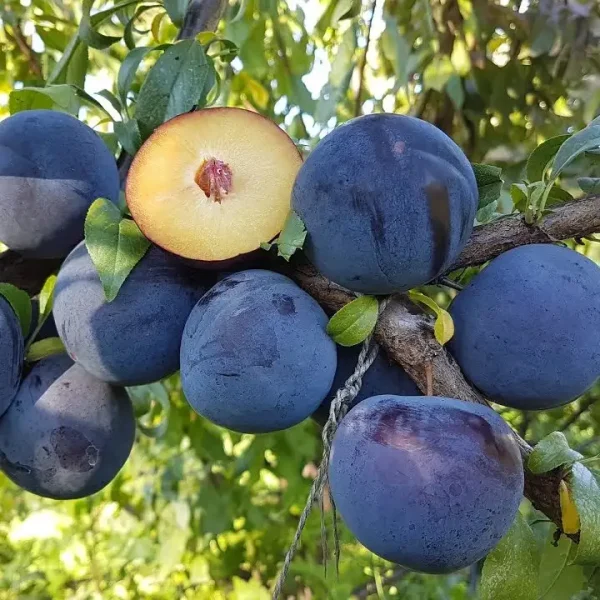 diploidnaya-sliva-andjelino.webp Cлива Анжеліно диплоїдна, середній термін дозрівання