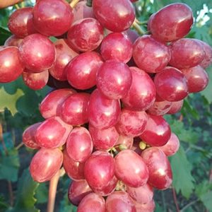 dubovsy-red1.jpg Виноград "Мірбі"