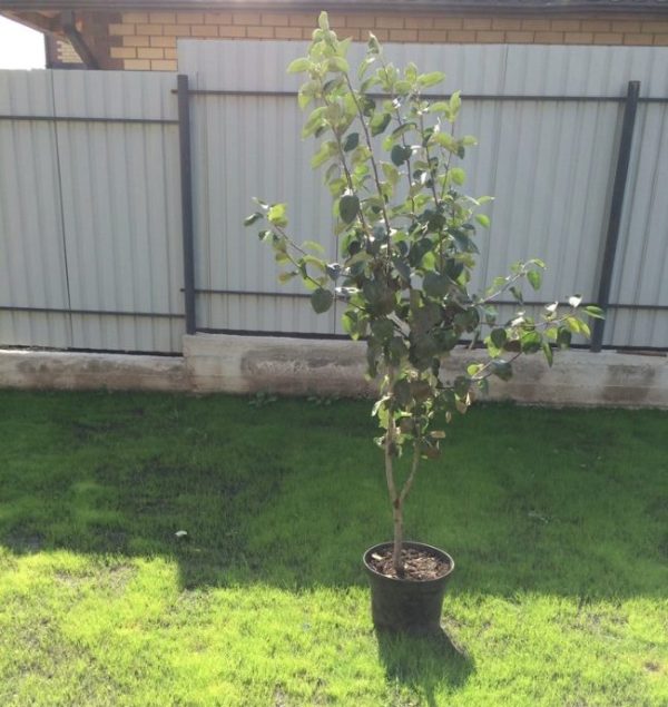 Яблуня "Білий налив" - літній сорт яблук