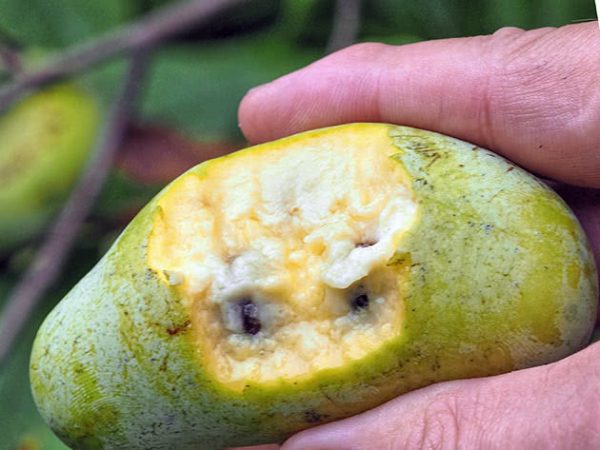 e1d4ad78aa0cab9d897642708b60d034.jpg Азіміна трилобіт "Банановое дерево" Саджанці дворічні