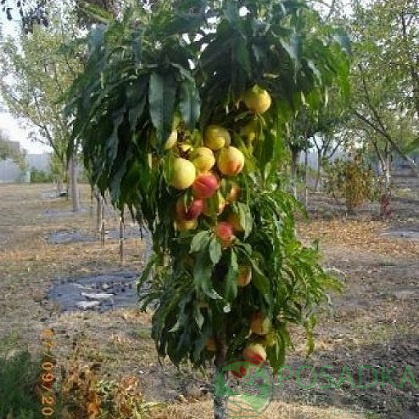 Персик "Тотем" колоновидний персик, середній термін дозрівання
