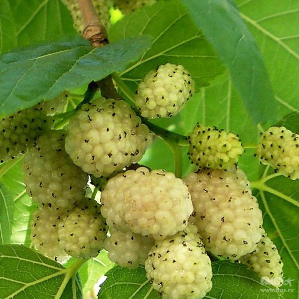 Шовковиця "Cтамбульська біла"