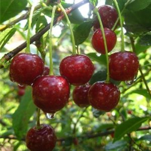 erdi-betermo-.jpg Вишня Ерді Бетермо, середньо-ранній сорт