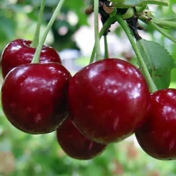 erdi-krupnoplodnaya-570x570-1.webp Вишня плодова "Ерді Крупноплідна"