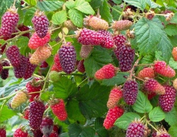 Ожина "Тайберрі", ранній термін дозрівання