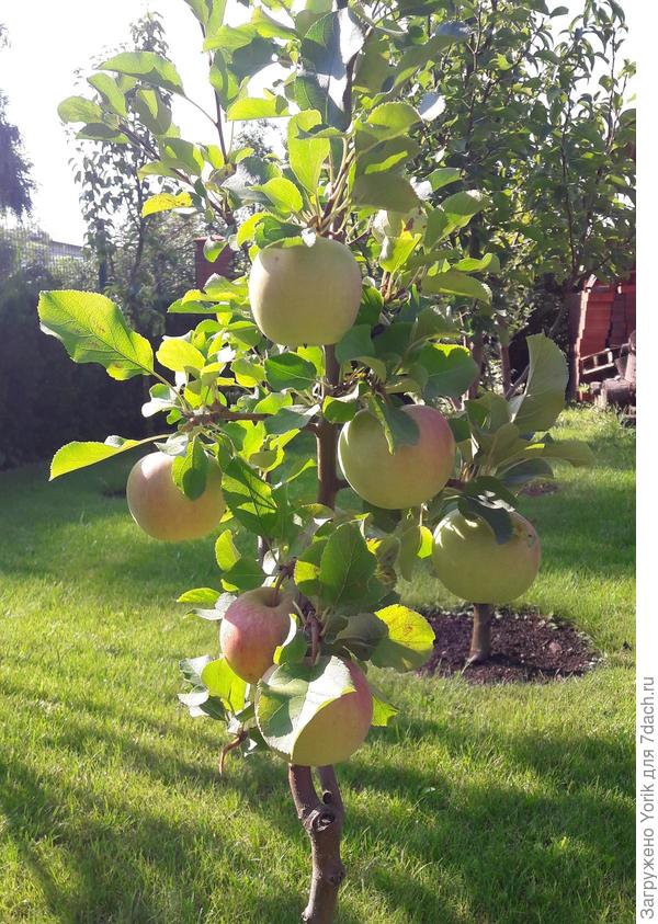 Яблуня "Чемпіон", зимній сорт