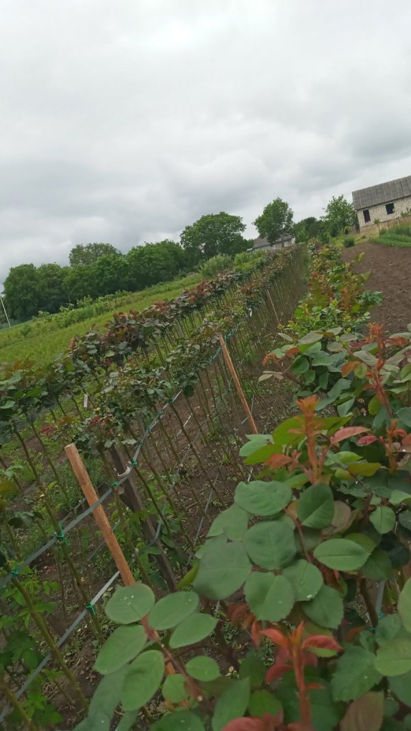 Троянда на штамбі Сонечко