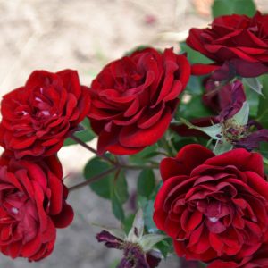 f855498d-7f84-11e8-a40a-9814706e8a36-1.jpg Троянда спрейка Торнадо