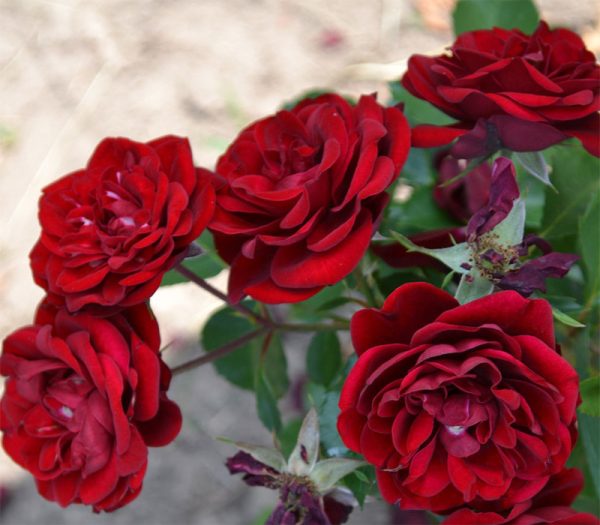 f855498d-7f84-11e8-a40a-9814706e8a36-1.jpg Троянда спрейка Торнадо