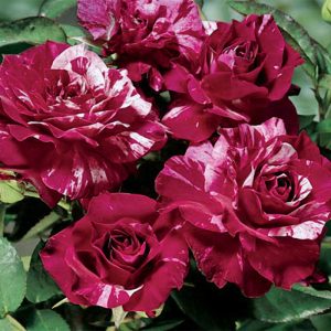 Троянда спрей Флеш Найт