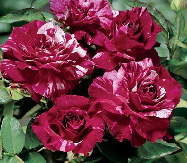 Троянда спрей Флеш Найт