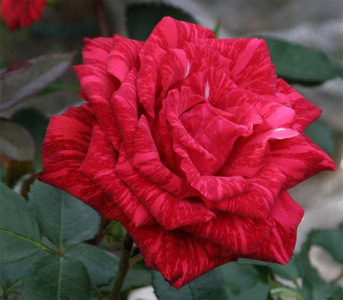 fb51af83-7f8c-11e8-a40a-9814706e8a36-1.jpg Троянда Ред Інтернешнл (Red internation)