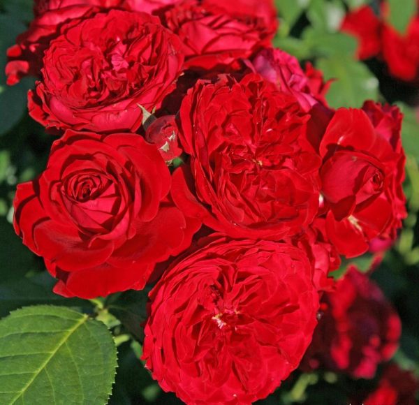 ff1ff43bcd3d2a3c4462cb06c33a6d7a-1.jpg Троянда флорібунда "Червона Шапочка" (Rotkappchen)