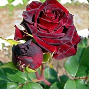 Троянда "Fiji Negro" (Фиджи Негро)