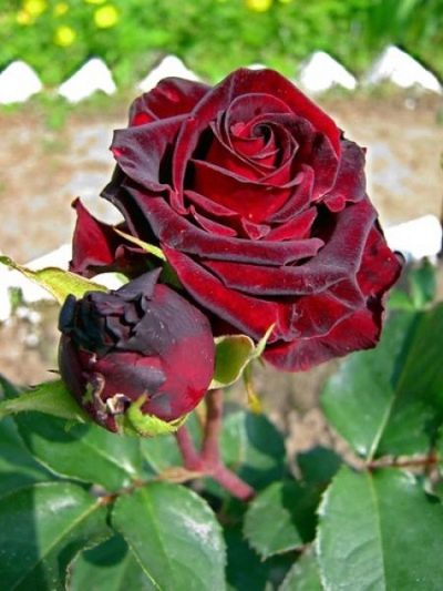 Троянда "Fiji Negro" (Фиджи Негро)