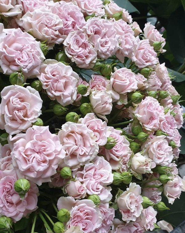 Троянда Світ Фейрі грунто-покривна