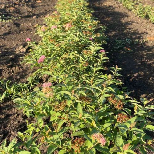 Спірея японська "Макрофіла" рожева