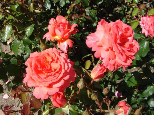 Троянда Фройде (Freude)