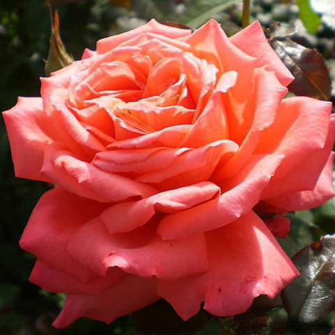 Троянда Фройде (Freude)