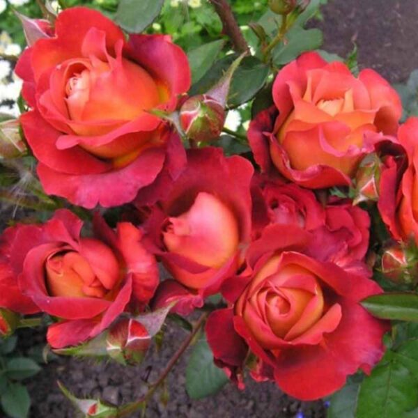 fuuuua-600x600-1-1.jpg Троянда Кофе Брейк (Coffe Break)