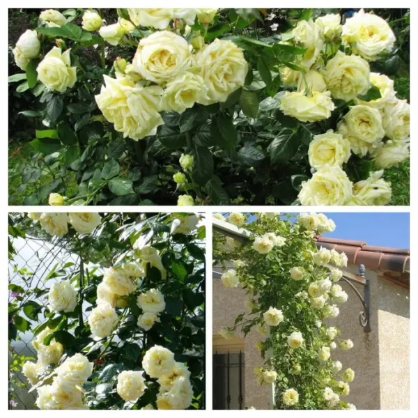 Троянда плетиста Elfe