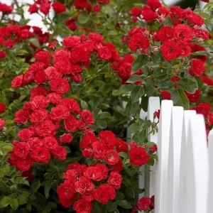 g-katalog-11041634-700x700-1-1.webp Плетиста троянда"Захід сонця"