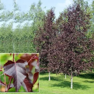 Береза червонолиста