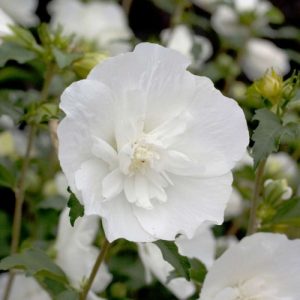 gibiskus-white-chiffon7-500x500-1.jpg Гібіскус деревовидний махровий БІЛИЙ "White Chiffon"