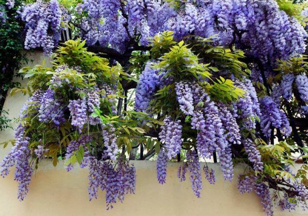 Гліцинія фіолетова